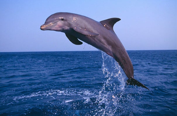 Dolphin diving of of the sea