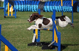 Dog jumping over hurdle