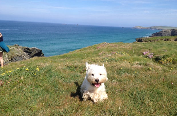 Dog-friendly beaches in Cornwall