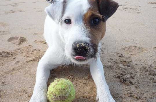 Dog with a tennis ball on the beach