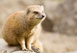 Mongoose sat on a rock