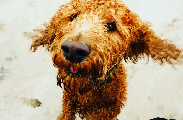 Cornwall’s New Beach Rules for Dogs